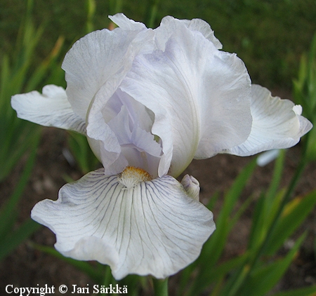Iris Germanica-Ryhm 'Hattara', tarhakurjenmiekka